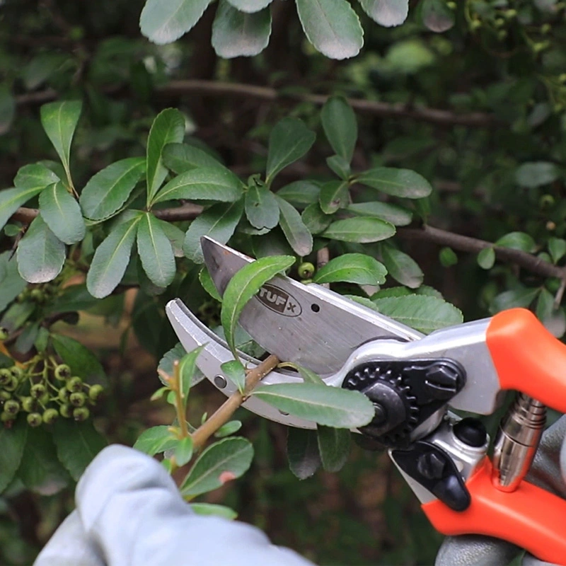 How to Choose Garden Pruning Tools?