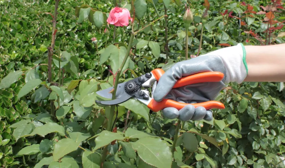 How to Maintain Pruning Shears?